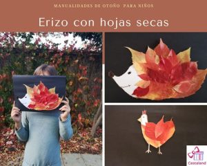erizo-con-hojas-secas